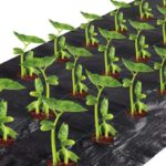 Shade Cloth - Image 3