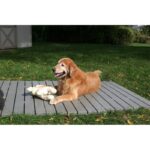The Kennel Deck (Set of 3)