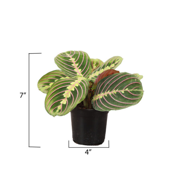 Thorsen's Greenhouse Live Foliage Low Maintenance Plant in Plastic Nursery Pot - Image 4