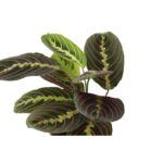 Thorsen's Greenhouse Live Foliage Low Maintenance Plant in Plastic Nursery Pot - Image 3