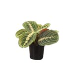 Thorsen's Greenhouse Live Foliage Low Maintenance Plant in Plastic Nursery Pot - Image 2