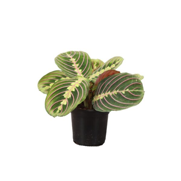 Thorsen's Greenhouse Live Foliage Low Maintenance Plant in Plastic Nursery Pot - Image 2