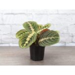 Thorsen's Greenhouse Live Foliage Low Maintenance Plant in Plastic Nursery Pot
