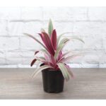 Thorsen's Greenhouse Live Foliage Plant in Plastic Nursery Pot
