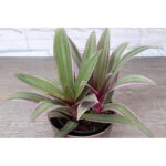 Thorsen's Greenhouse Live Foliage Plant in Plastic Nursery Pot - Image 3