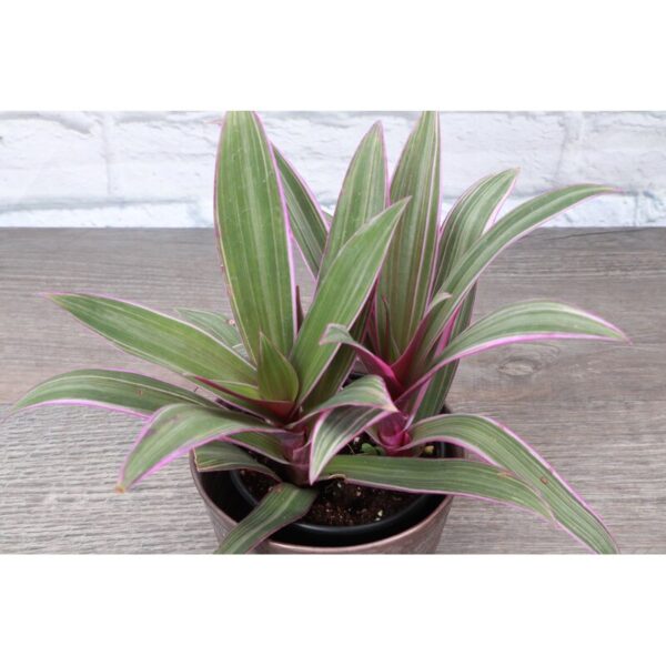 Thorsen's Greenhouse Live Foliage Plant in Plastic Nursery Pot - Image 3