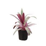 Thorsen's Greenhouse Live Foliage Plant in Plastic Nursery Pot - Image 2
