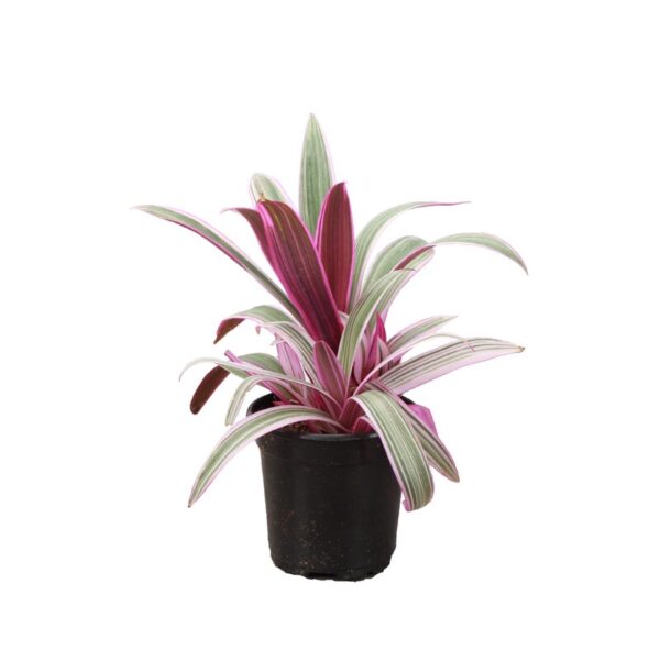 Thorsen's Greenhouse Live Foliage Plant in Plastic Nursery Pot - Image 2