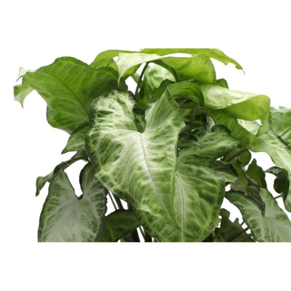 Thorsen's Greenhouse Live Low Maintenance Plant in Pot - Image 4