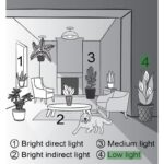 Thorsen's Greenhouse Live Low Maintenance Plant in Pot - Image 5