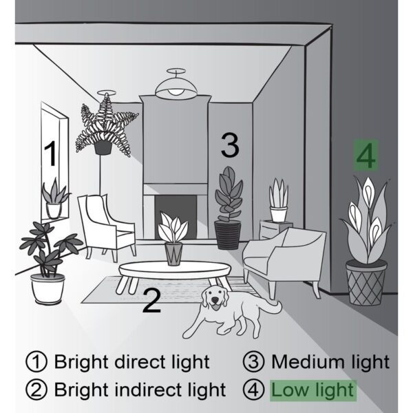 Thorsen's Greenhouse Live Low Maintenance Plant in Pot - Image 5