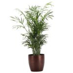 Thorsen's Greenhouse Live Palm Low Maintenance Plant in Plastic Pot - Image 2