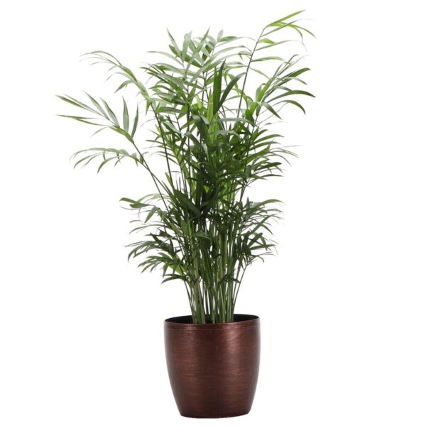 Thorsen's Greenhouse Live Palm Low Maintenance Plant in Plastic Pot - Image 2