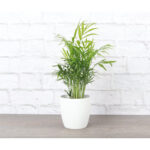 Thorsen's Greenhouse Live Palm Low Maintenance Plant in Plastic Pot - Image 9