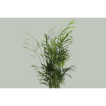 Thorsen's Greenhouse Live Palm Low Maintenance Plant in Plastic Pot - Image 4