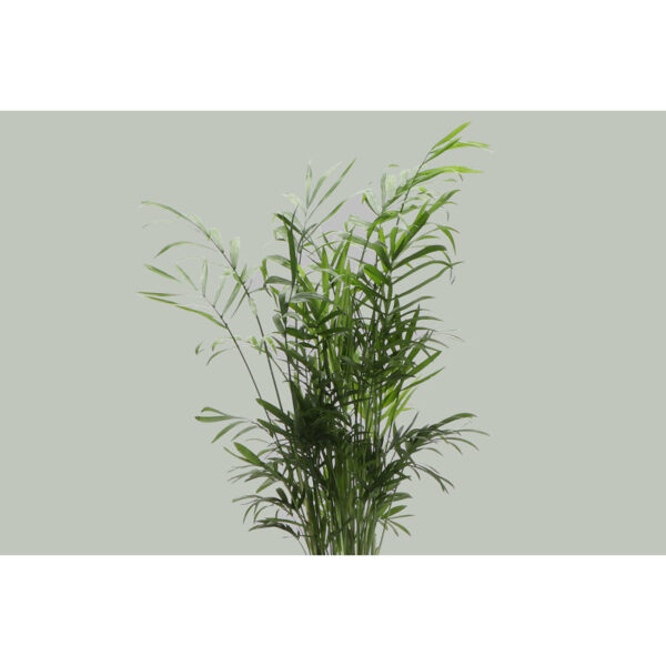 Thorsen's Greenhouse Live Palm Low Maintenance Plant in Plastic Pot - Image 4