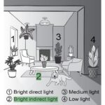 Thorsen's Greenhouse Live Palm Low Maintenance Plant in Plastic Pot - Image 6