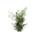 Thorsen's Greenhouse Live Palm Low Maintenance Plant in Plastic Pot - Image 3