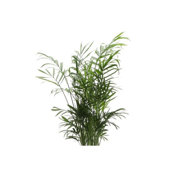 Thorsen's Greenhouse Live Palm Low Maintenance Plant in Plastic Pot - Image 3