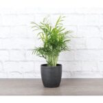 Thorsen's Greenhouse Live Palm Low Maintenance Plant in Plastic Pot - Image 8
