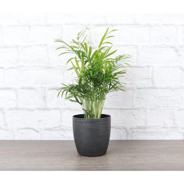 Thorsen's Greenhouse Live Palm Low Maintenance Plant in Plastic Pot - Image 8