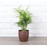Thorsen's Greenhouse Live Palm Low Maintenance Plant in Plastic Pot - Image 7