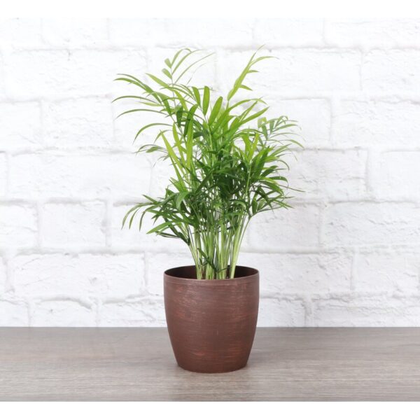 Thorsen's Greenhouse Live Palm Low Maintenance Plant in Plastic Pot - Image 7