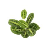 Thorsen's Greenhouse Live Prayer Plant Low Maintenance Plant in Plastic Pot - Image 3