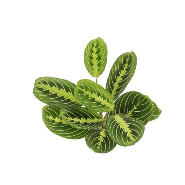 Thorsen's Greenhouse Live Prayer Plant Low Maintenance Plant in Plastic Pot - Image 3