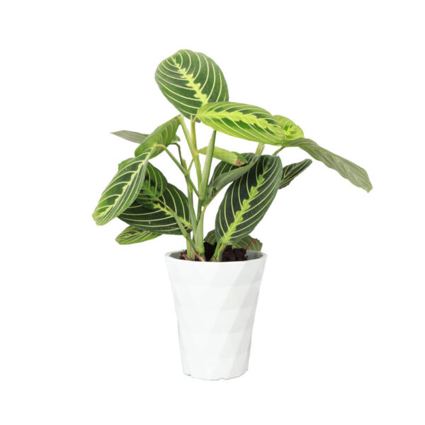 Thorsen's Greenhouse Live Prayer Plant Low Maintenance Plant in Plastic Pot - Image 2