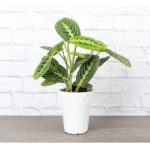 Thorsen's Greenhouse Live Prayer Plant Low Maintenance Plant in Plastic Pot