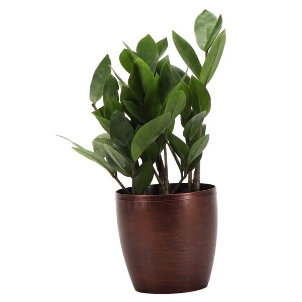 Thorsen's Greenhouse Live ZZ Low Maintenance Plant in Pot - Image 5