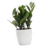 Thorsen's Greenhouse Live ZZ Low Maintenance Plant in Pot - Image 7