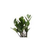 Thorsen's Greenhouse Live ZZ Low Maintenance Plant in Pot - Image 2