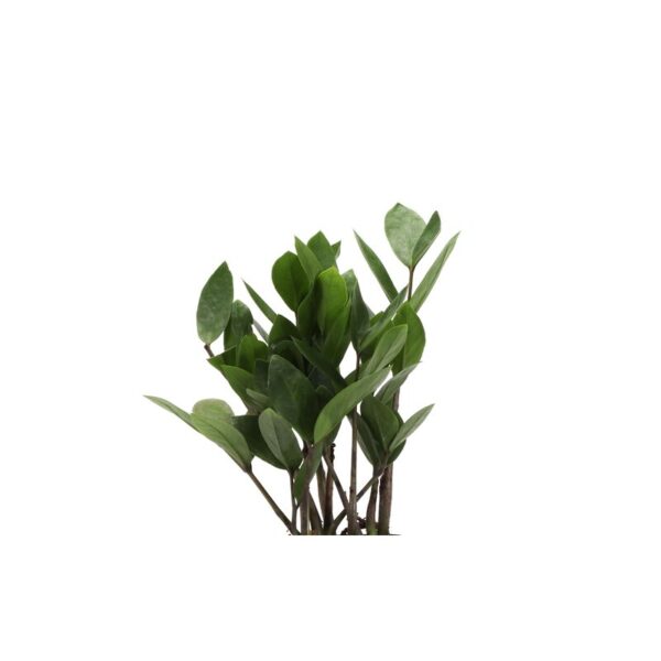 Thorsen's Greenhouse Live ZZ Low Maintenance Plant in Pot - Image 2