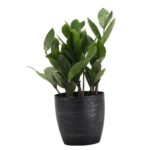 Thorsen's Greenhouse Live ZZ Low Maintenance Plant in Pot - Image 6