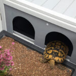 Tortoise House Terrarium - Image 4