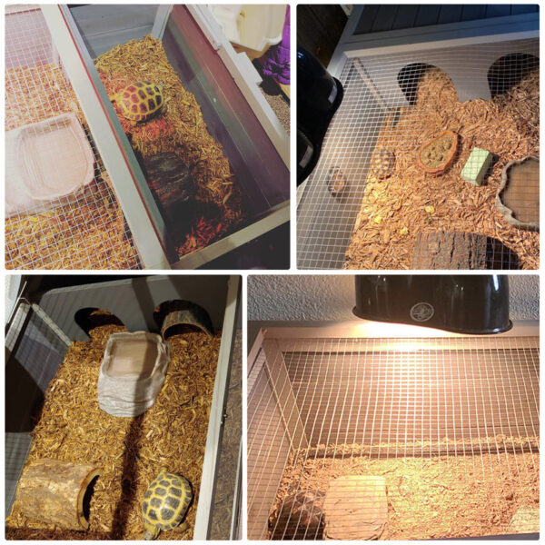 Tortoise House Terrarium - Image 5