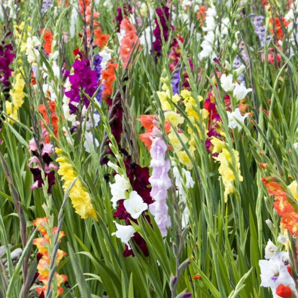 Touch Of ECO Live Flowering Plant (Set of 40) - Image 3