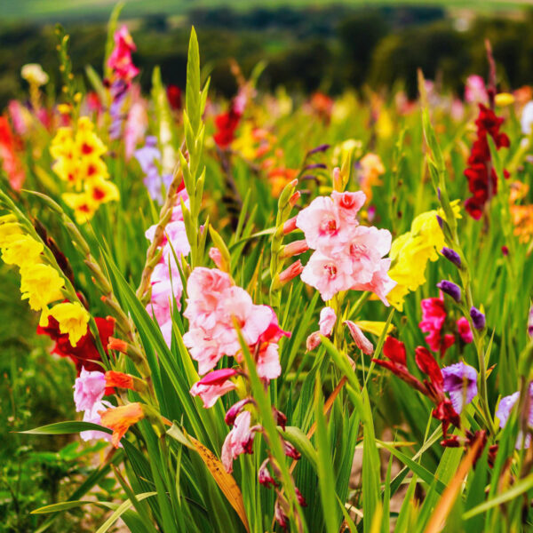 Touch Of ECO Live Flowering Plant (Set of 40) - Image 2