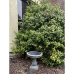 Vioria Birdbath