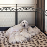 Whelping Fence Dog Pen - Image 8