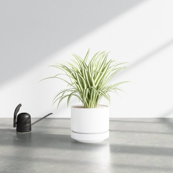 White Byer Ceramic Pot Planter - Image 4