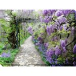 Wisteria Path Outdoor Canvas Art